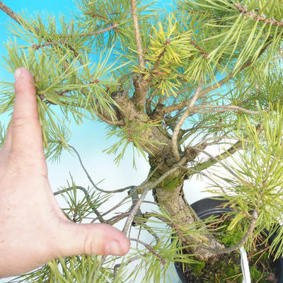 Yamadori - Scots pine - Pinus sylvestris - 3