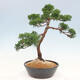 Outdoor bonsai - Juniperus chinensis Kishu - Chinese juniper - 3/4