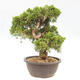 Outdoor bonsai - Juniperus chinensis Itoigawa-Chinese juniper - 3/5