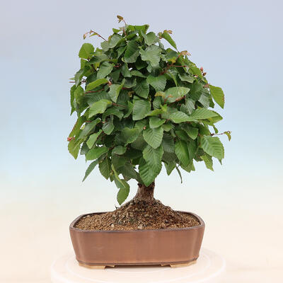 Outdoor bonsai - Carpinus Coreana - Korean hornbeam - 3