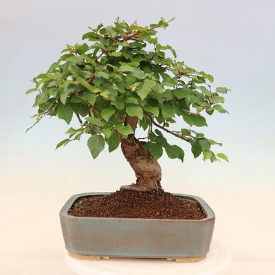 Outdoor bonsai - Carpinus Coreana - Korean hornbeam - 3