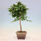 Outdoor bonsai - Carpinus Coreana - Korean hornbeam - 3/4