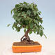 Outdoor bonsai - Carpinus Coreana - Korean hornbeam - 3/4