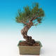 Outdoor bonsai-Pinus thunbergii - Thunberg Pine - 3/3