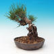 Outdoor bonsai-Pinus thunbergii - Thunberg Pine - 3/3