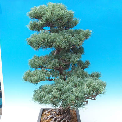 Outdoor bonsai - Pinus parviflora - Small pine tree - 3