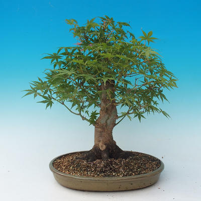 Outdoor bonsai - Acer palmatum - African Maple - 3