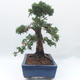 Outdoor bonsai - Juniperus chinensis - Chinese juniper - 3/5