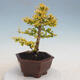 Indoor bonsai -Ligustrum Aurea - Bird's beak - 3/6