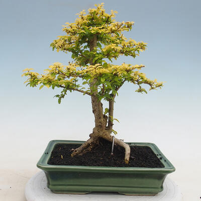 Indoor bonsai -Ligustrum Aurea - Bird's beak - 3