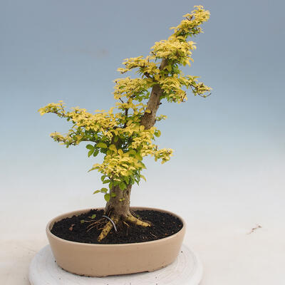 Indoor bonsai -Ligustrum Aurea - Bird's beak - 3