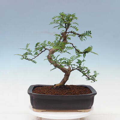 Indoor bonsai - Zantoxylum piperitum - peppercorn - 3