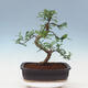 Indoor bonsai - Zantoxylum piperitum - peppercorn - 3/7