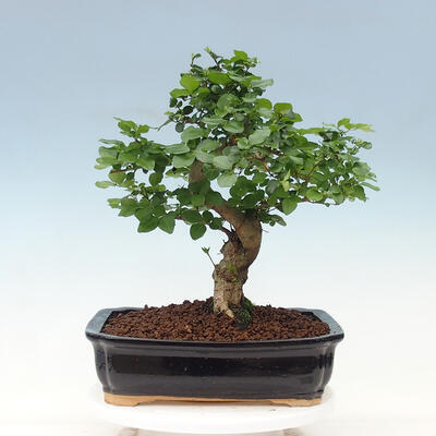 Indoor bonsai -Ligustrum chinensis - Bird's beak - 3