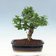 Indoor bonsai -Ligustrum chinensis - Bird's beak - 3/6
