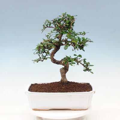 Indoor bonsai - Carmona macrophylla - Fuki tea - 3