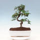 Indoor bonsai - Carmona macrophylla - Fuki tea - 3/7