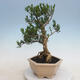 Indoor bonsai - Buxus harlandii - Cork boxwood - 3/6