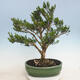 Indoor bonsai - Buxus harlandii - Cork boxwood - 3/6