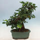Outdoor bonsai - Morus alba - mulberry - 3/6