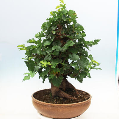 Outdoor bonsai - Morus alba - mulberry - 3
