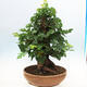 Outdoor bonsai - Morus alba - mulberry - 3/6