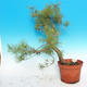 Yamadori - Scots pine - Pinus sylvestris - 3/5