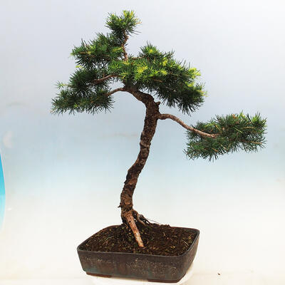 Outdoor bonsai -Larix decidua - Deciduous larch - 3