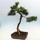 Outdoor bonsai -Larix decidua - Deciduous larch - 3/6