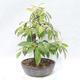 Outdoor bonsai - Pseudocydonia sinensis - Chinese quince - 3/5