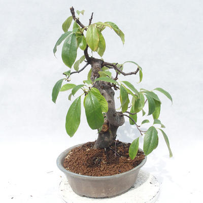 Outdoor bonsai - Pseudocydonia sinensis - Chinese quince - 3