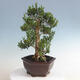 Indoor bonsai - Buxus harlandii - Cork boxwood - 3/5