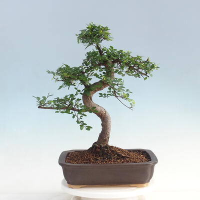 Room bonsai - Ulmus parvifolia - Malolistý elm - 3
