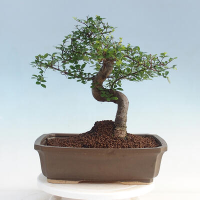 Room bonsai - Ulmus parvifolia - Malolistý elm - 3