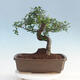 Room bonsai - Ulmus parvifolia - Malolistý elm - 3/6