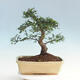 Room bonsai - Ulmus parvifolia - Malolistý elm - 3/6