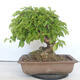 Outdoor bonsai - Mahalebka - Prunus mahaleb - 3/5