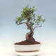 Indoor bonsai - Ficus kimmen - small-leaved ficus - 3/4