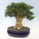 Indoor bonsai - Buxus harlandii - Cork boxwood - 3/7