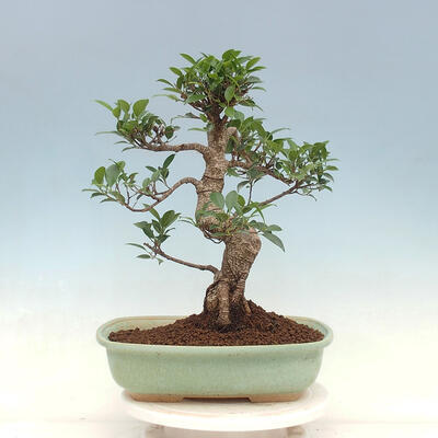 Indoor bonsai - Ficus kimmen - small-leaved ficus - 3