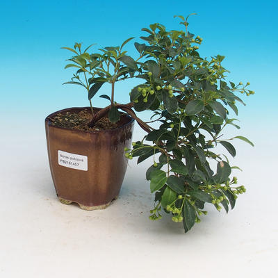 Room bonsai - Australian cherry - Eugenia uniflora - 3