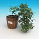 Room bonsai - Australian cherry - Eugenia uniflora - 3/4