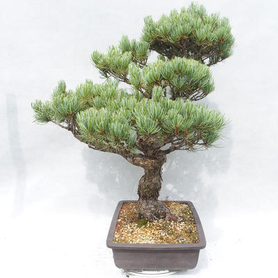 Outdoor bonsai - Pinus parviflora - Small-flowered Pine - 3