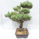 Outdoor bonsai - Pinus parviflora - Small-flowered Pine - 3/5