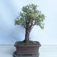 Outdoor bonsai - Mahalebka - Prunus mahaleb - 3/4