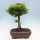 Bonsai im Freien - Acer palmatum Shishigashira - 3/7