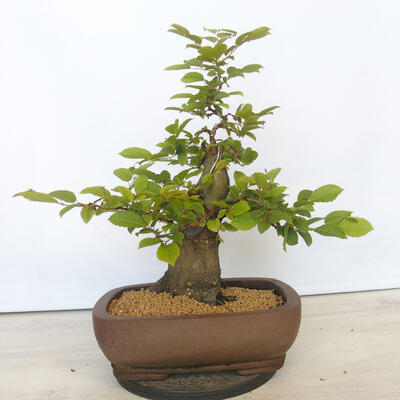Outdoor bonsai - Hornbeam - Carpinus betulus - 3