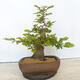 Outdoor bonsai - Hornbeam - Carpinus betulus - 3/5