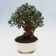 Indoor bonsai - Olea europaea sylvestris - European small-leaved olive oil - 3/7