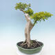 Indoor bonsai - Duranta erecta Aurea - 3/6
